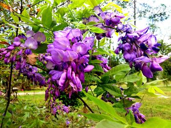 Close-up of purple flowers