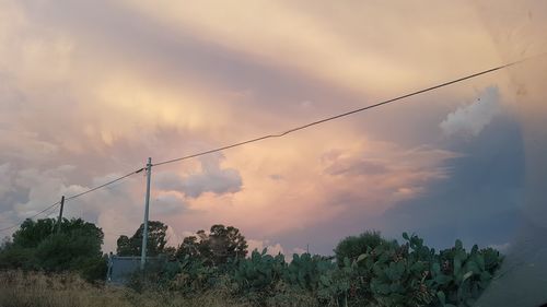 Low angle view of plants growing on field against sky