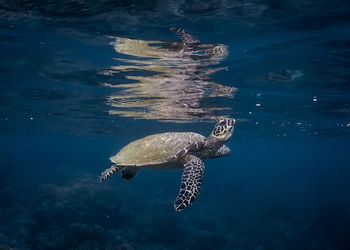 High angle view of turtle swimming in sea