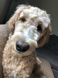 Close-up portrait of dog sticking out tongue