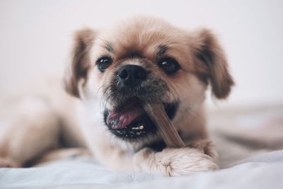 Close-up portrait of dog