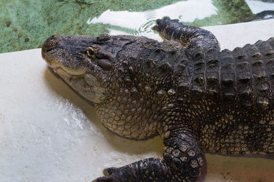 Close-up of crocodile in water