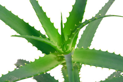Close-up of succulent plant