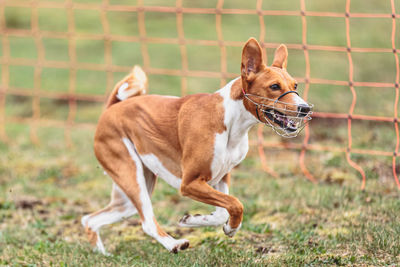 Dog running on field