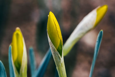 Close-up of yellow flowering plant