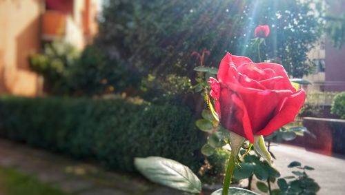 Close-up of red rose blooming outdoors