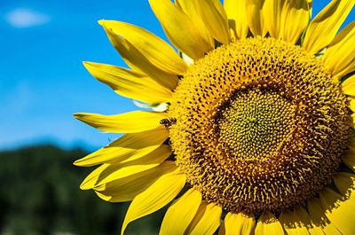 Close-up of sunflower