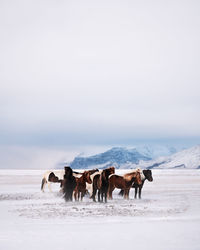 Horses on a snow covered land