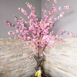 Close-up of pink flowering plant against wall