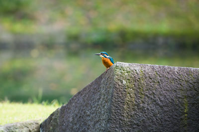 Close-up of bird perching on tree
