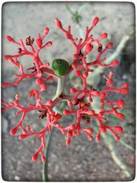 Close-up of red plant against sky