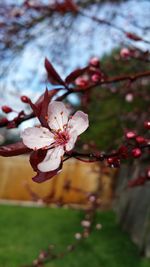 Close-up of flowers blooming in park