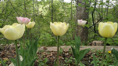 Close-up of flowering plants growing on field