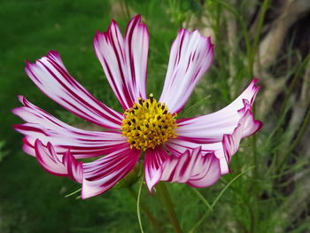 Close-up of pink flower on field