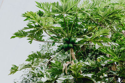 Close-up of flowering plant