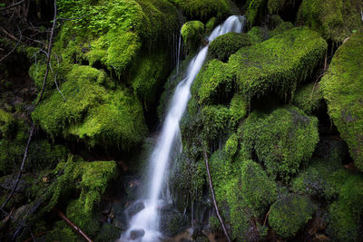 Scenic view of waterfall in forest