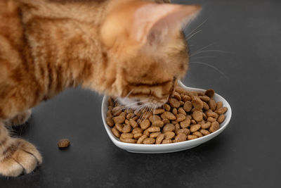 Dry cat food on a dark background. blurred cat head. selective focus. side view.