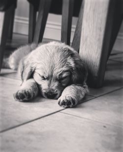 Close-up of puppy sleeping