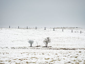 Birds on snow covered land against sky