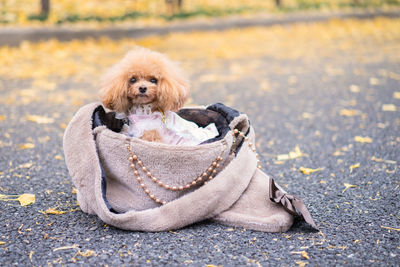 Close-up of dog on street