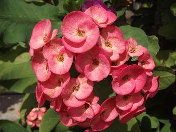 Close-up of pink flowers