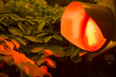 Close-up of illuminated orange lights on plant at night