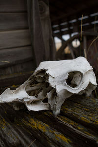 Close-up of animal skull