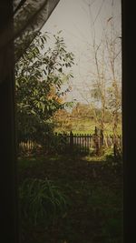 Trees and plants against sky seen through window