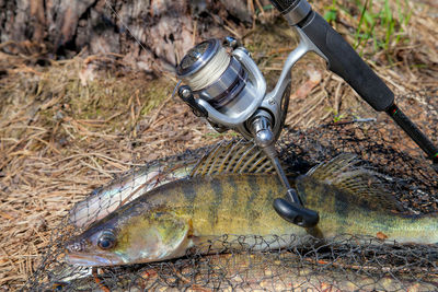 High angle view of fish on field