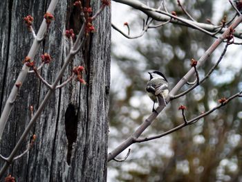 Bird perching on branch