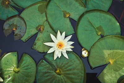 High angle view of lotus water lily in pond