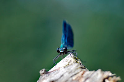 Close-up of damselfly on leaf