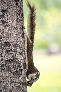 Close-up of squirrel on tree trunk