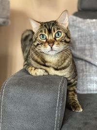 Portrait of tabby cat sitting on floor
