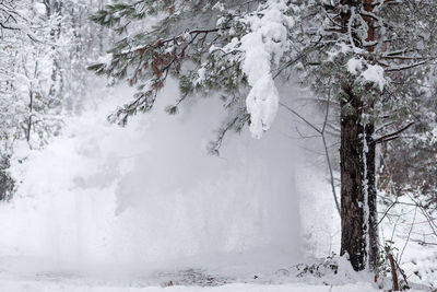 Trees on snow covered landscape