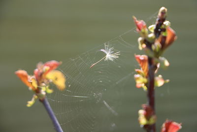 Close-up of spider on plant