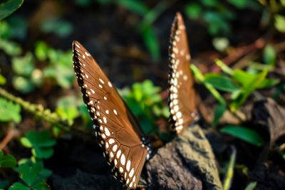 Close-up of butterfly on plant