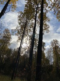 Low angle view of trees in forest against sky