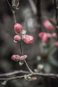 Close-up of pink flower buds