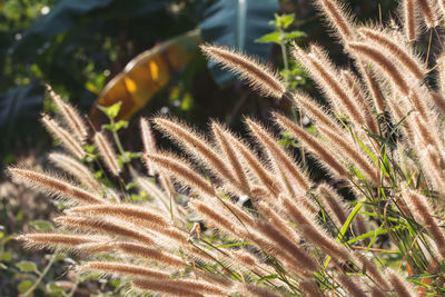 Close-up of plant growing on field