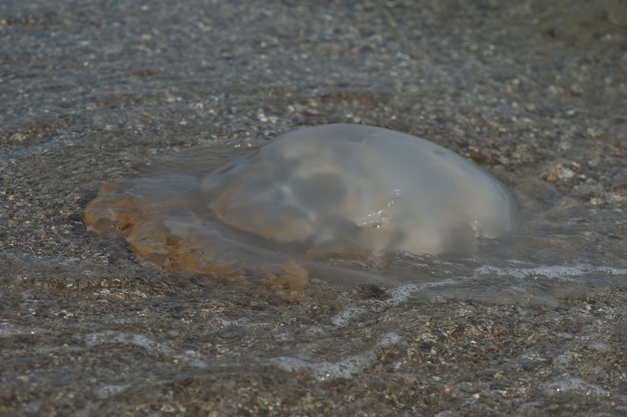 CLOSE-UP OF JELLYFISH IN THE SEA