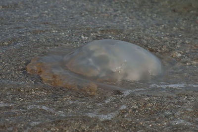 Close-up of shell on beach