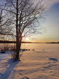 Bare tree on snow covered land against sky during sunset