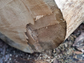 Close-up of tree stump