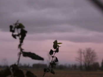 Close-up of silhouette plant on field against sky