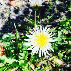 Close-up of white flower in field