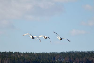 Birds flying in the sky