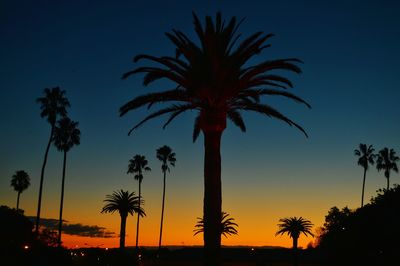 Low angle view of palm trees against sky