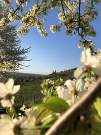 Flowering plants and trees on field against sky