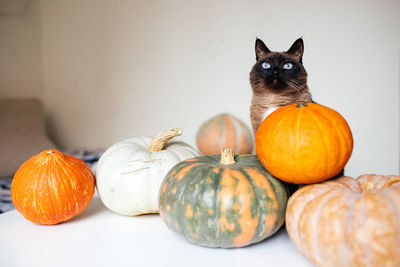 Siamese cat and pumpkins on a white table